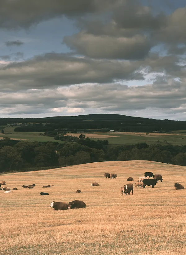 A golden Speyside field with lots of brown and black cows