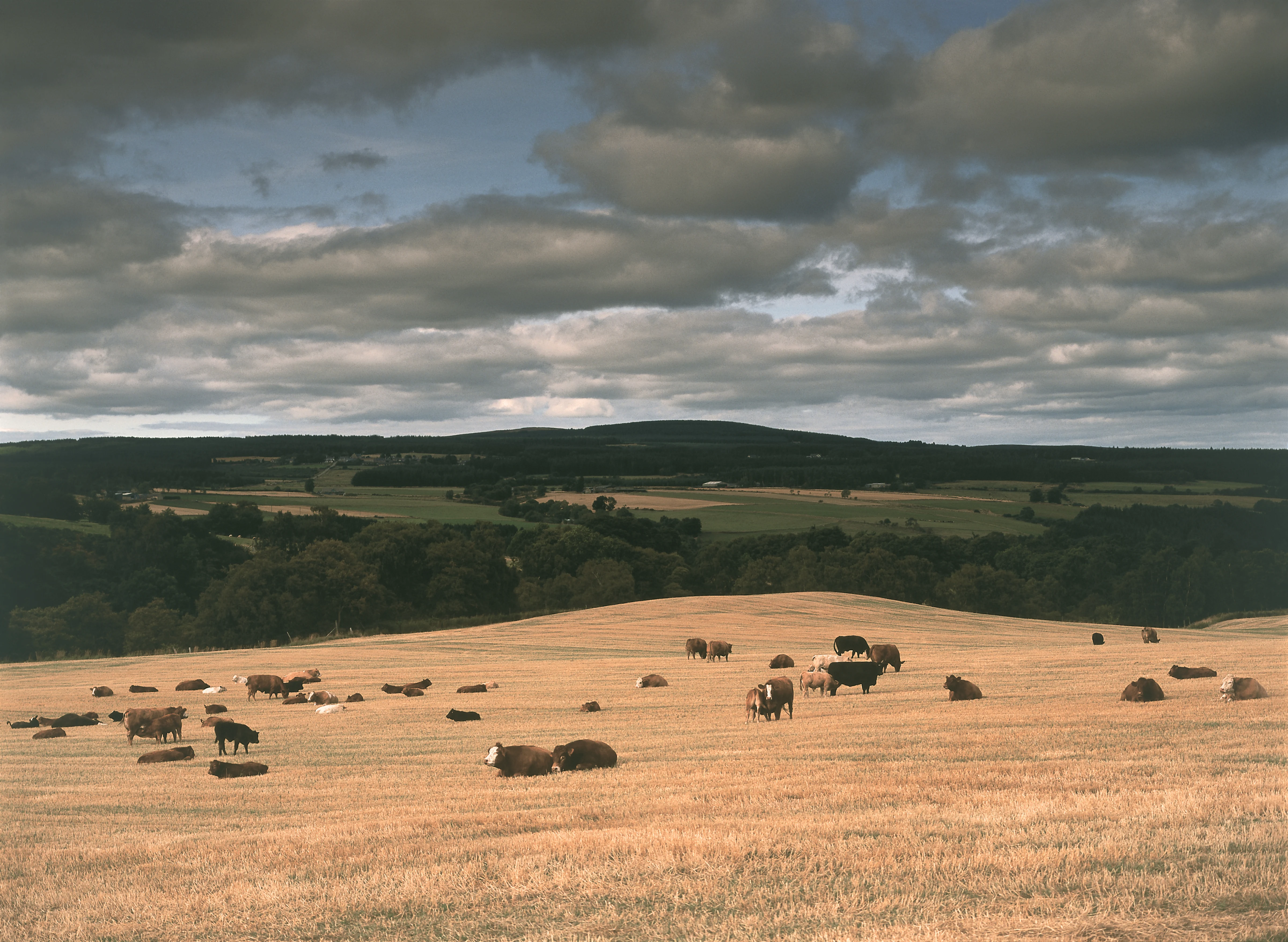 A golden Speyside field with lots of brown and black cows
