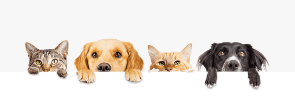 Row-of-cats-and-dogs-with-paws-up-peaking-over-white-sign-9302816841(1)