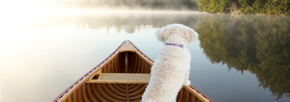 dog-navigating-from-the-bow-of-a-canoe-picture-id520755805 (1)