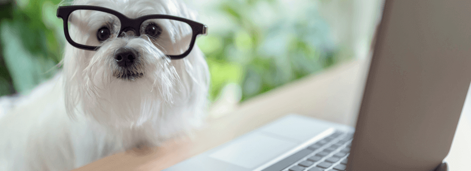 Dog-with-glasses-on-laptop-picture-ID1049887368(1)