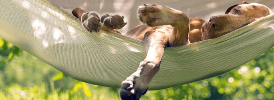 Dog-lying-on-hammock-in-garden-picture-ID547149314(1)