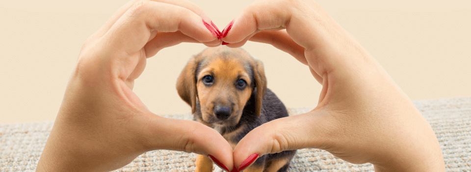 Woman-making-heart-shape-with-hands-and-puppy-dog-picture-ID489005198(1)