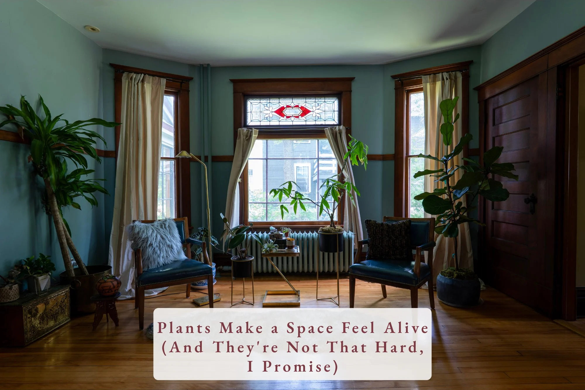 hero plants
