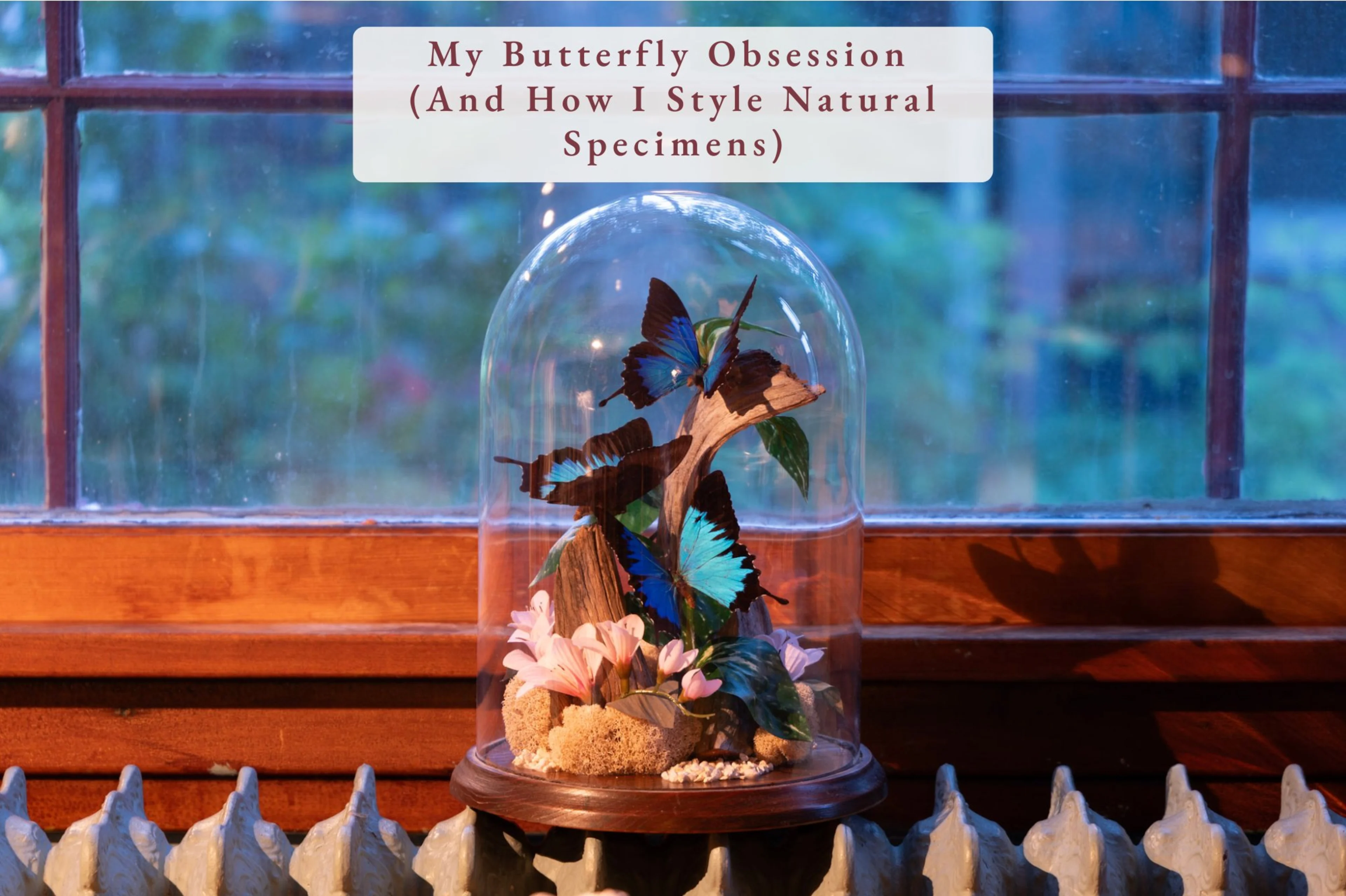 butterfly hero