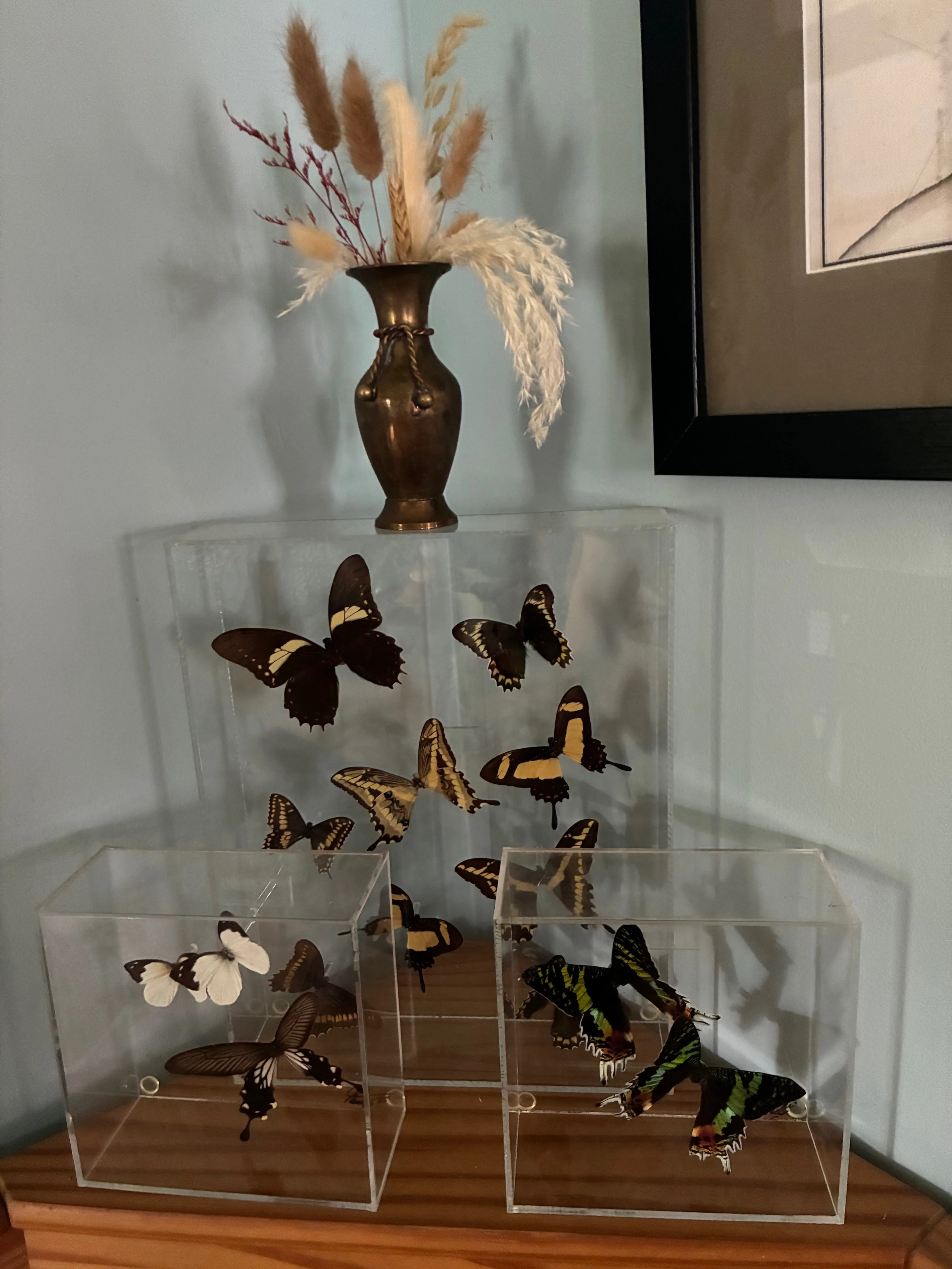 butterflies