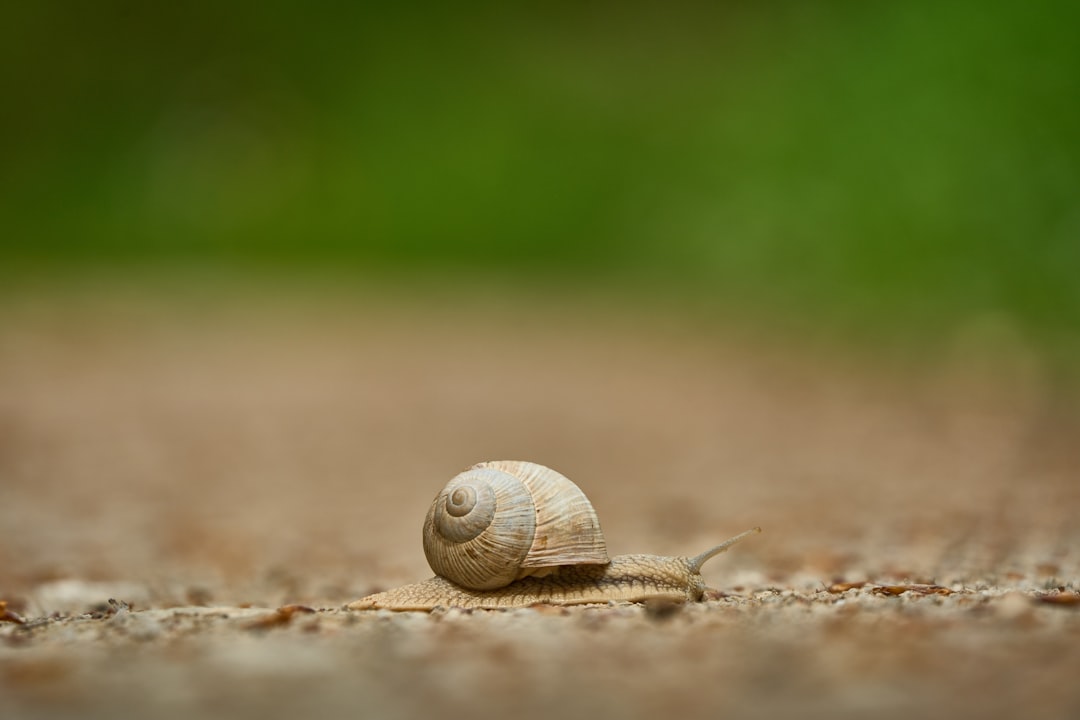 imageAlt