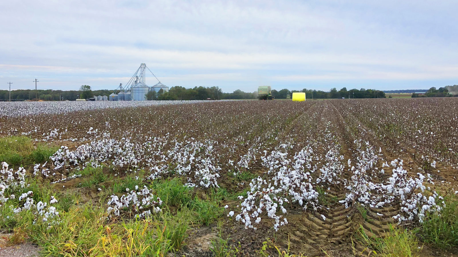 cotton fields after the harvest