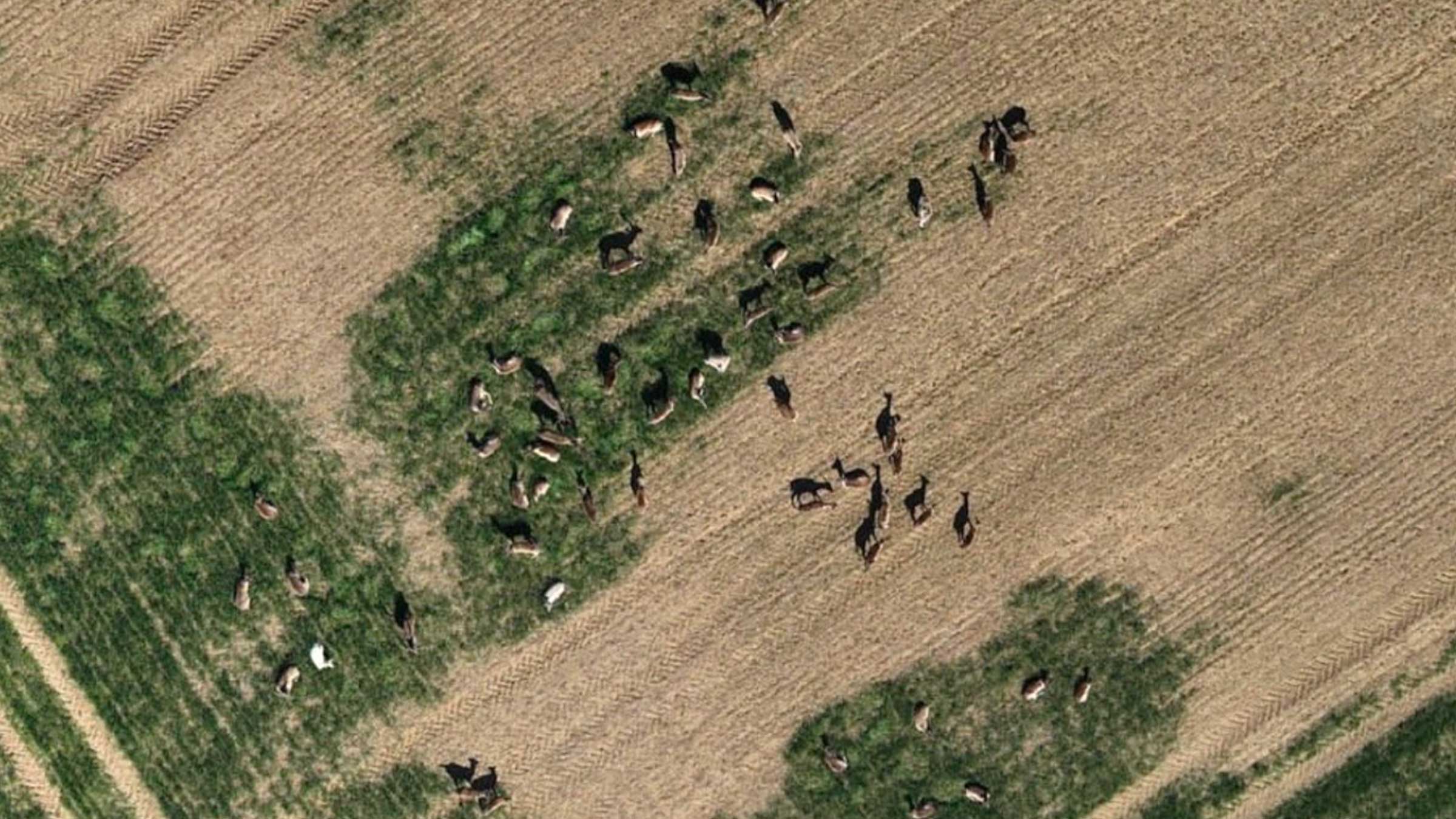 drone flying over an agriculture field