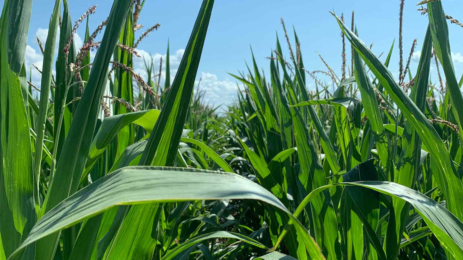 Boosting-corn-growth-with-digital-agriculture