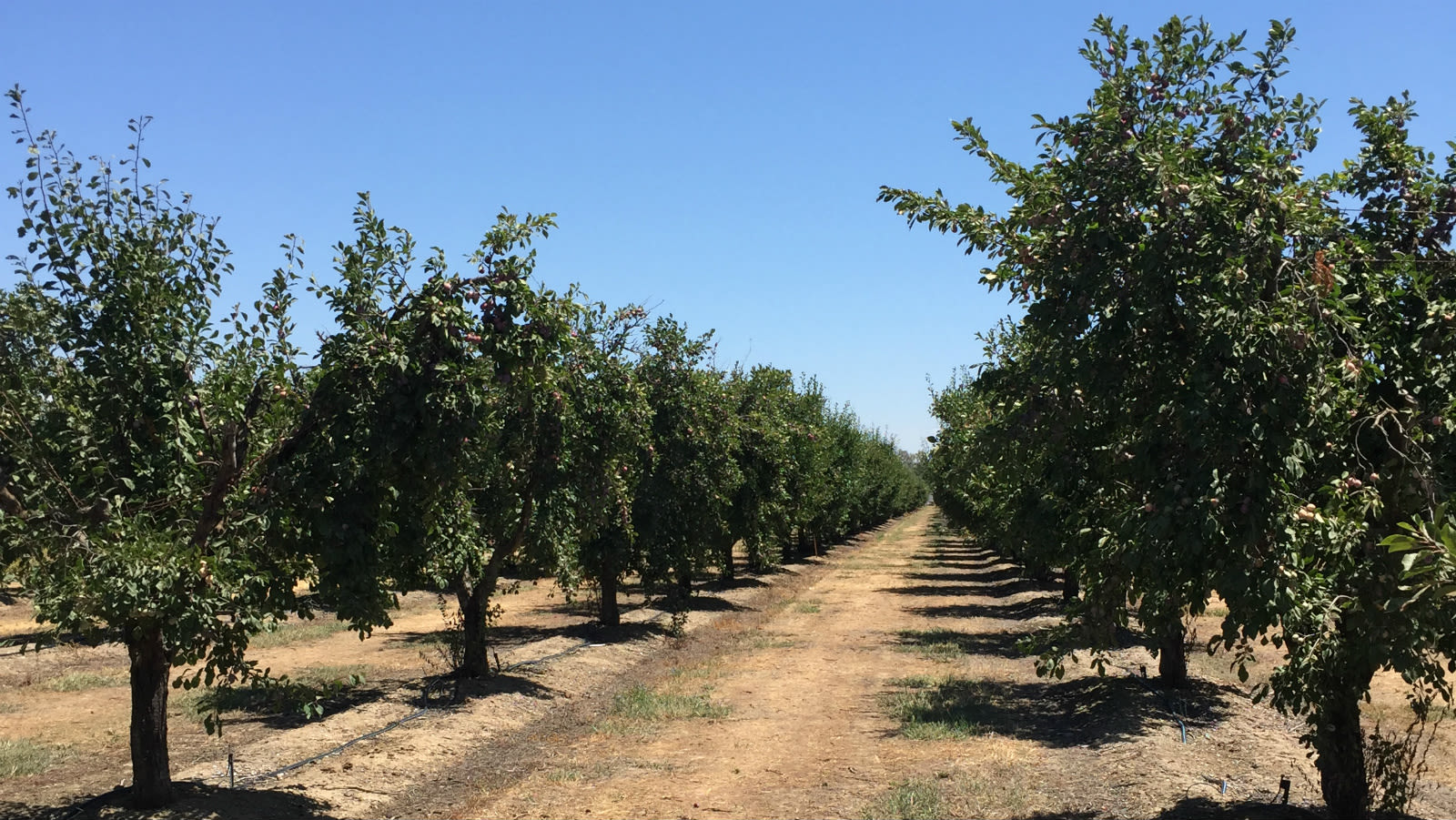 Revolutionizing farming with new agricultural tech Pix4D