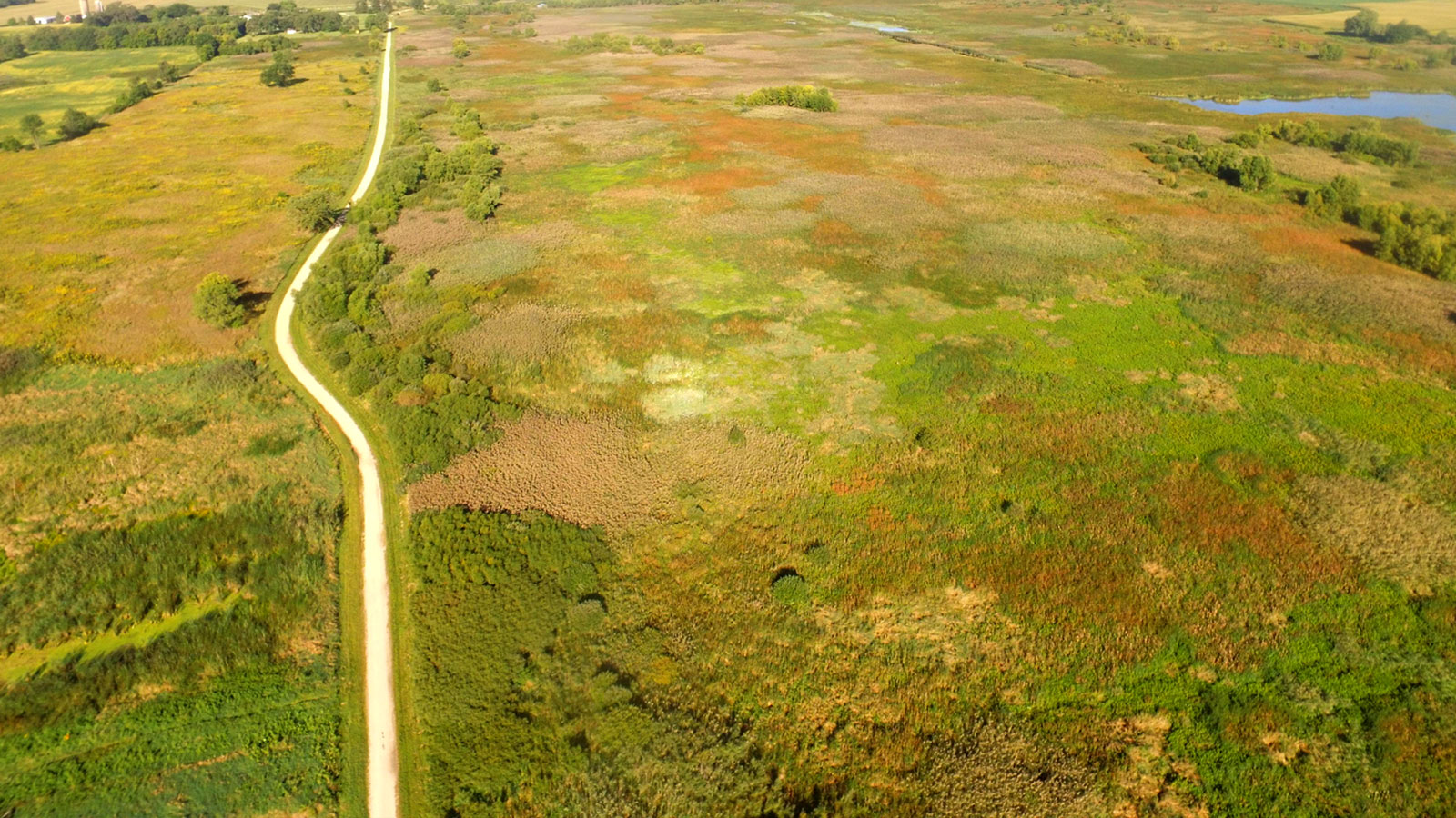 Phragmites view from above with a drone