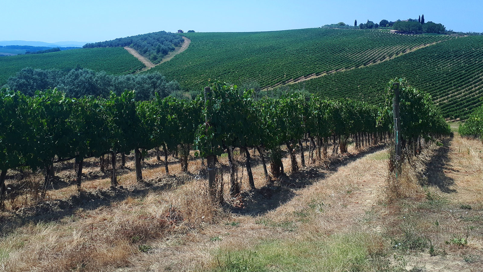 Italian vineyard mapped by a drone and Pix4Dmapper