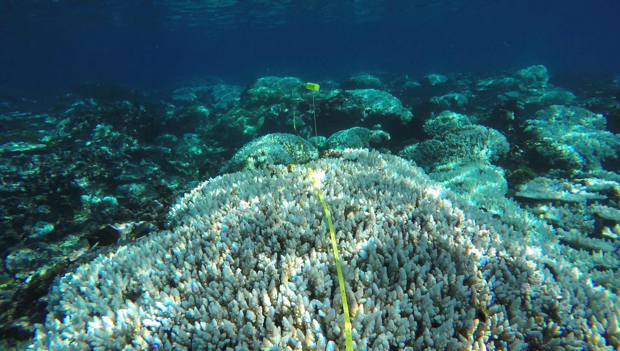 a tape is placed in order to provide scale of the transect and divisions