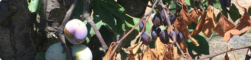 A prune tree with visible fruit and foliage damage