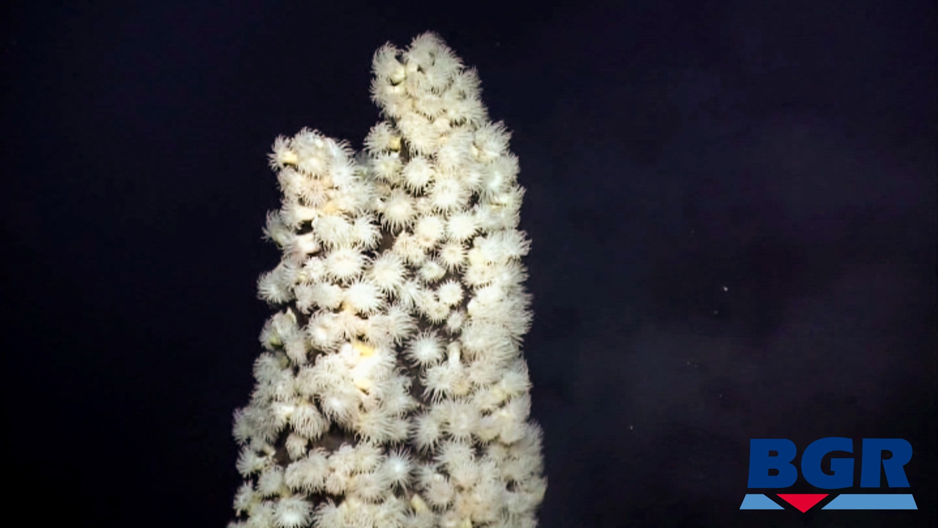 Maractis sea anemones on an underwater thermal vent