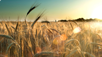 fields wheat crop