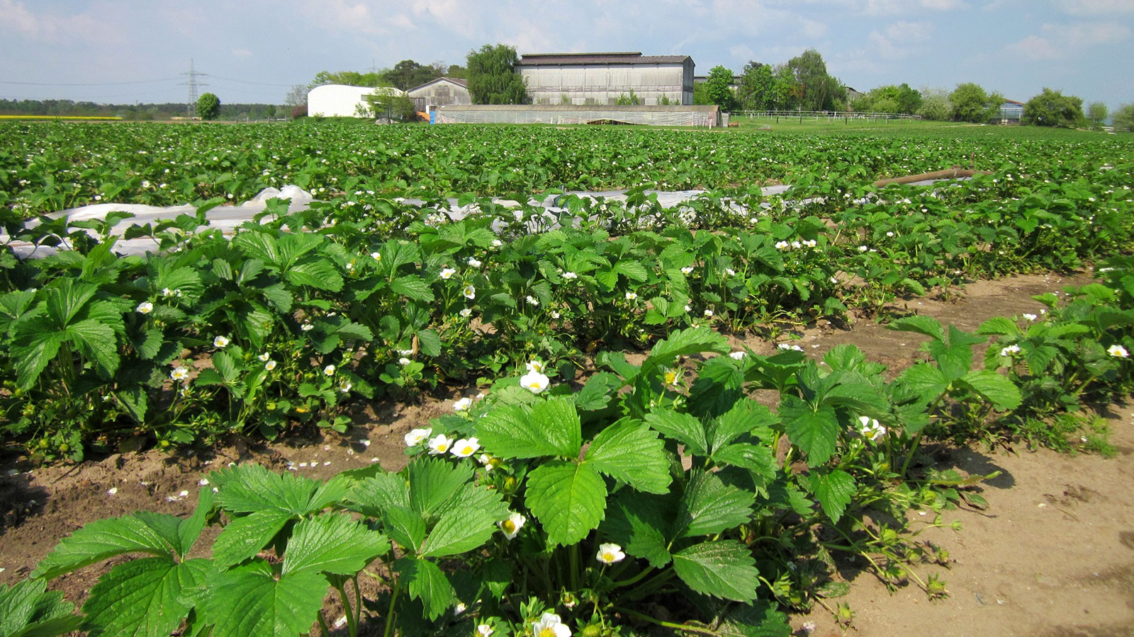 Strawberry plants