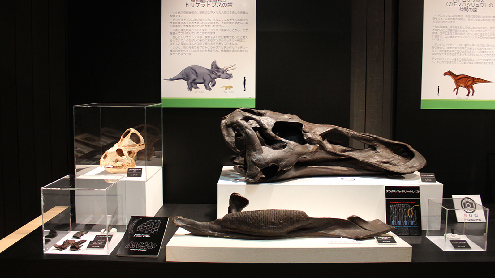dinosaur fossil in museum