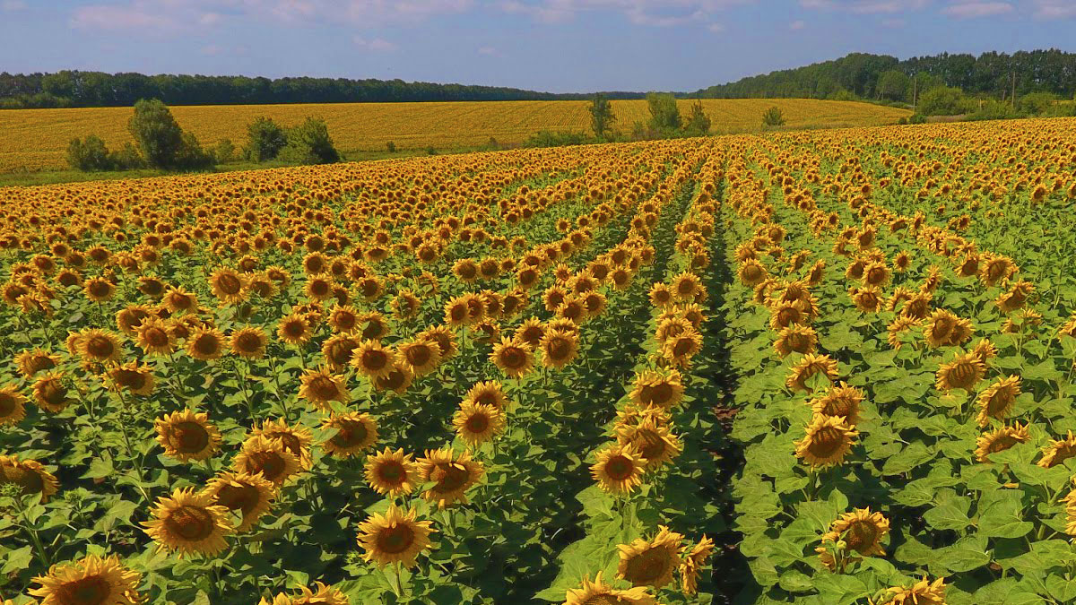 Image of Field of corn and sunflowers