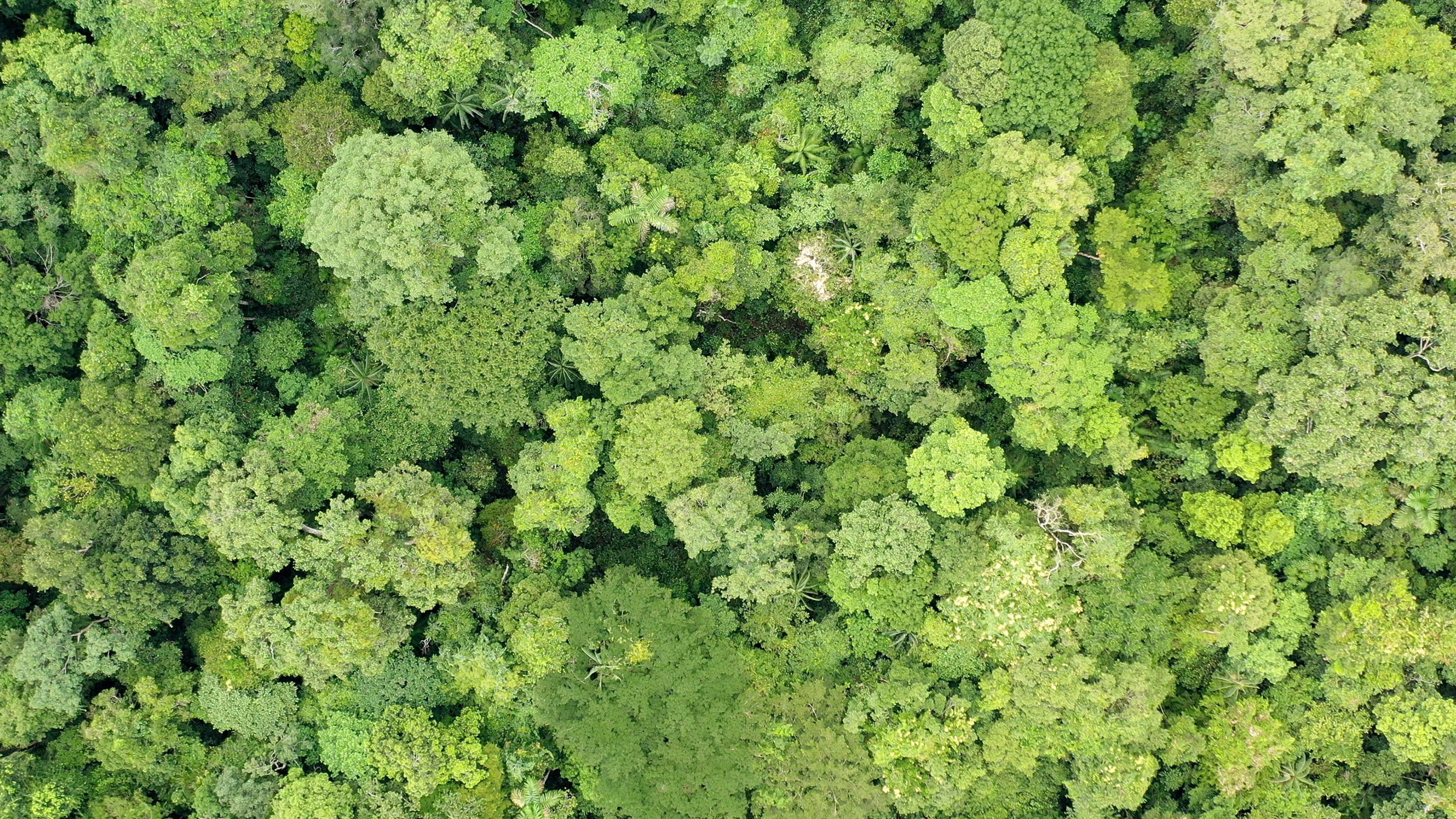 Helping to protect the rainforest in Peru with drone mapping