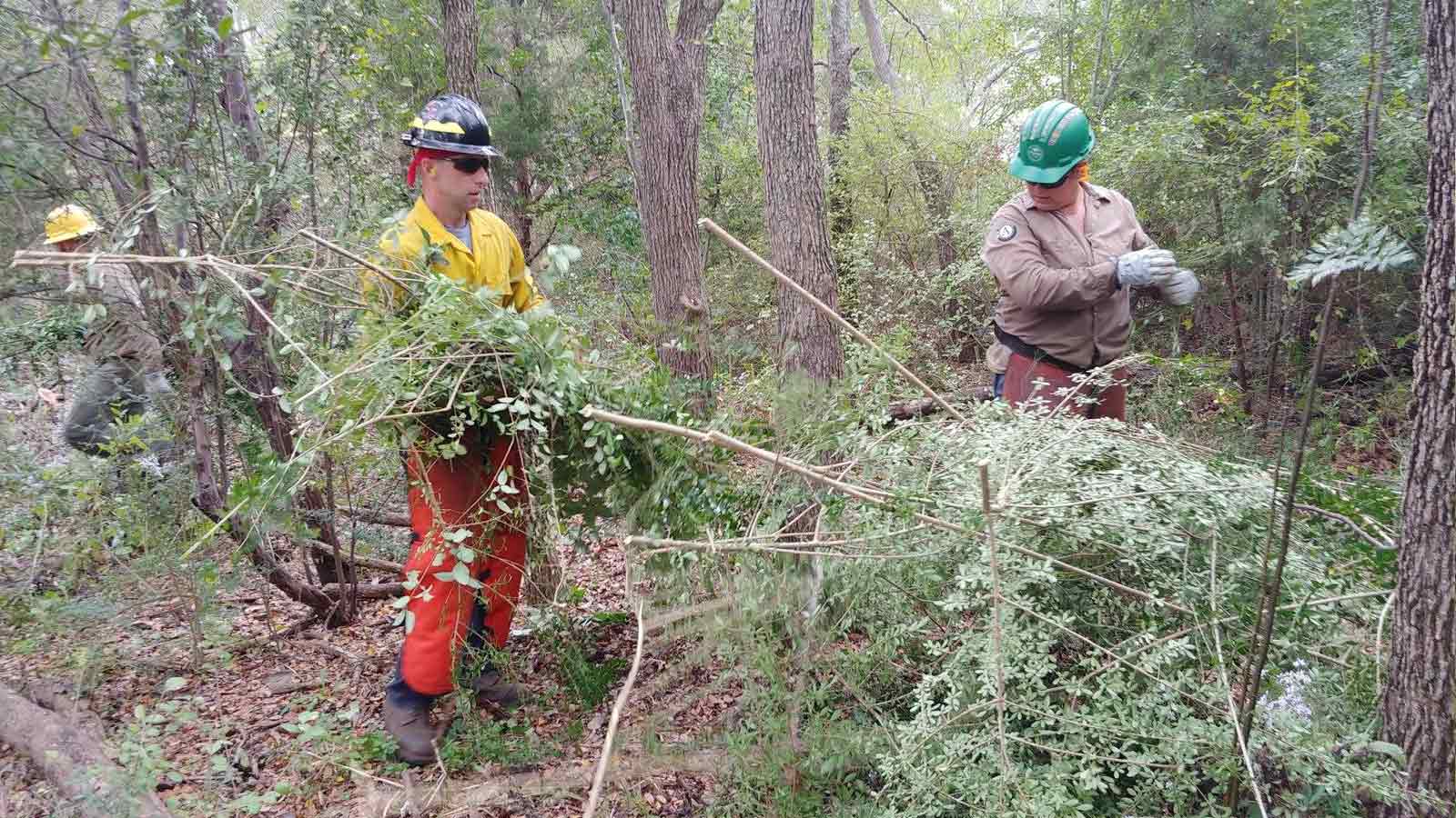 Clearing-brush-to-prevent-fires-in-Austin-Texas