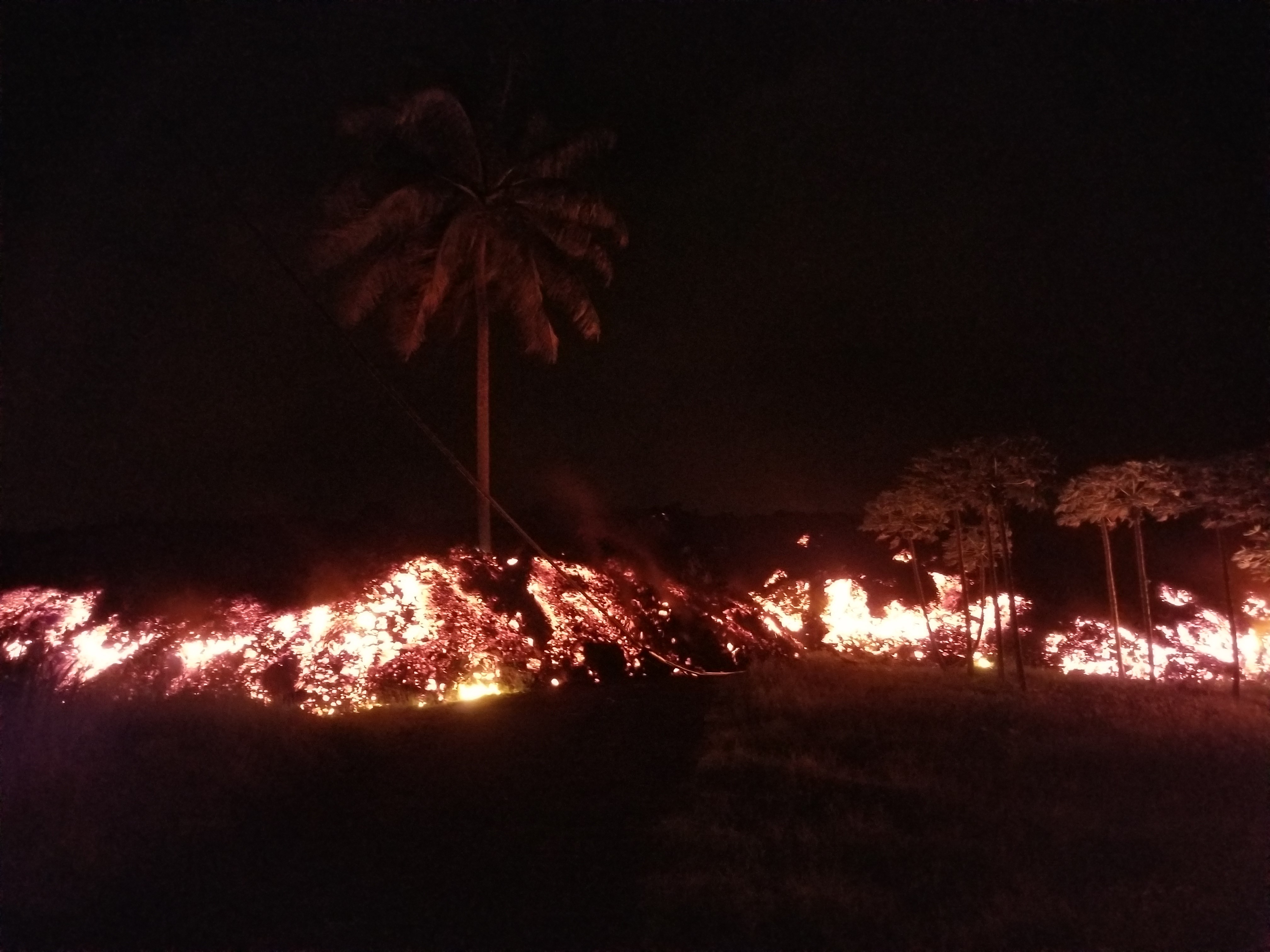 Palm trees are engulfed in lava
