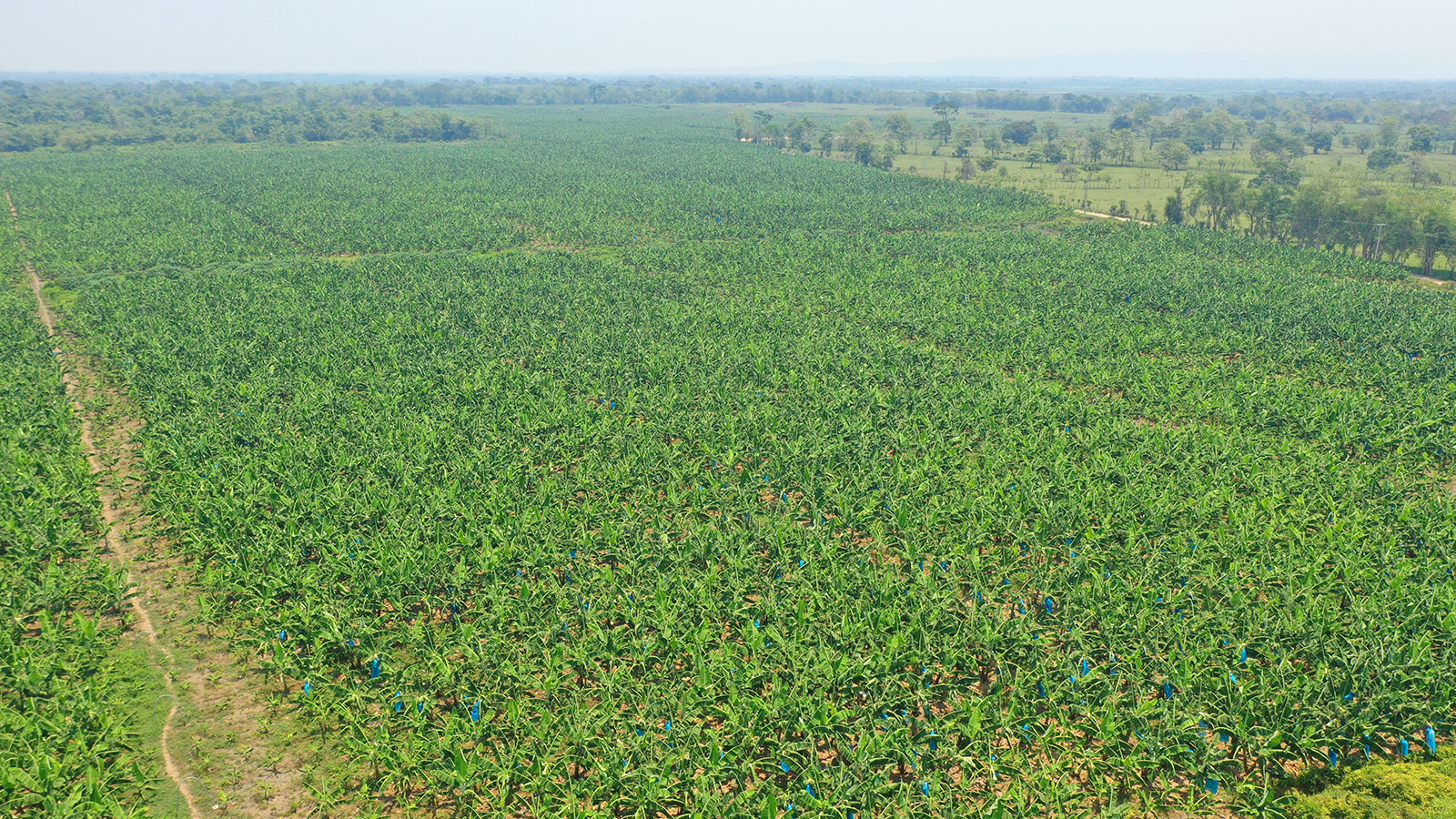 Banana crops in Teapa, Tabasco, México