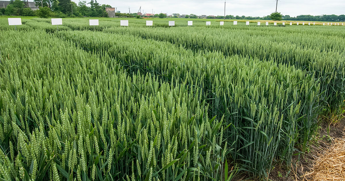 agriculture field