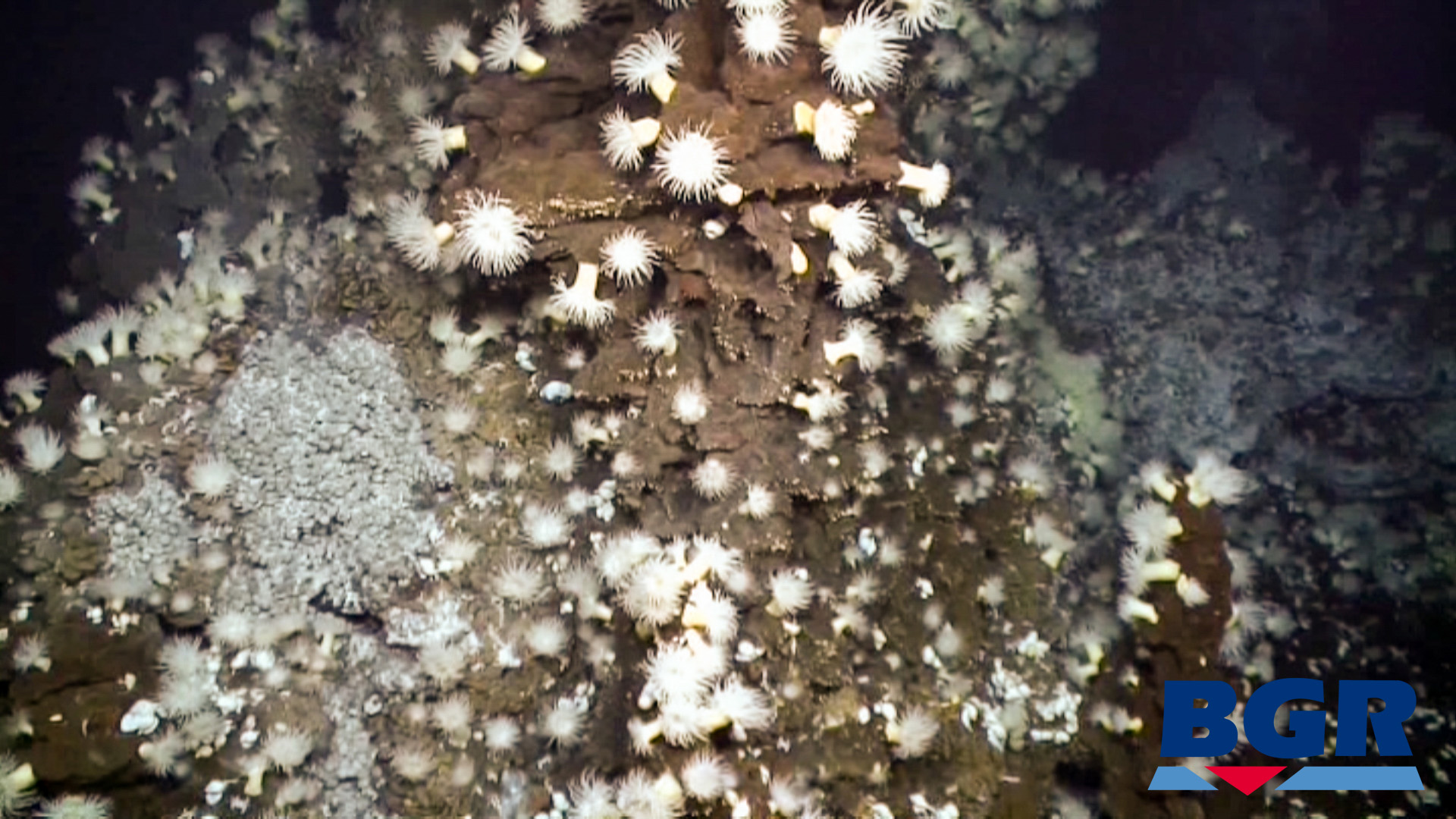 Maractis sea anemones on an underwater vent