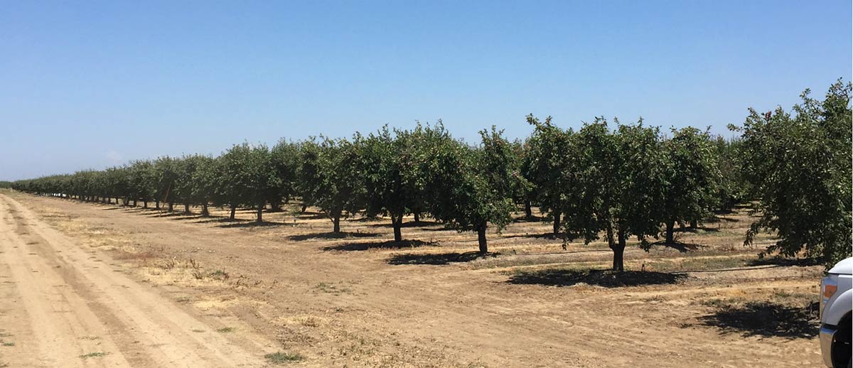 drone mapping for crop health protection on a prune farm