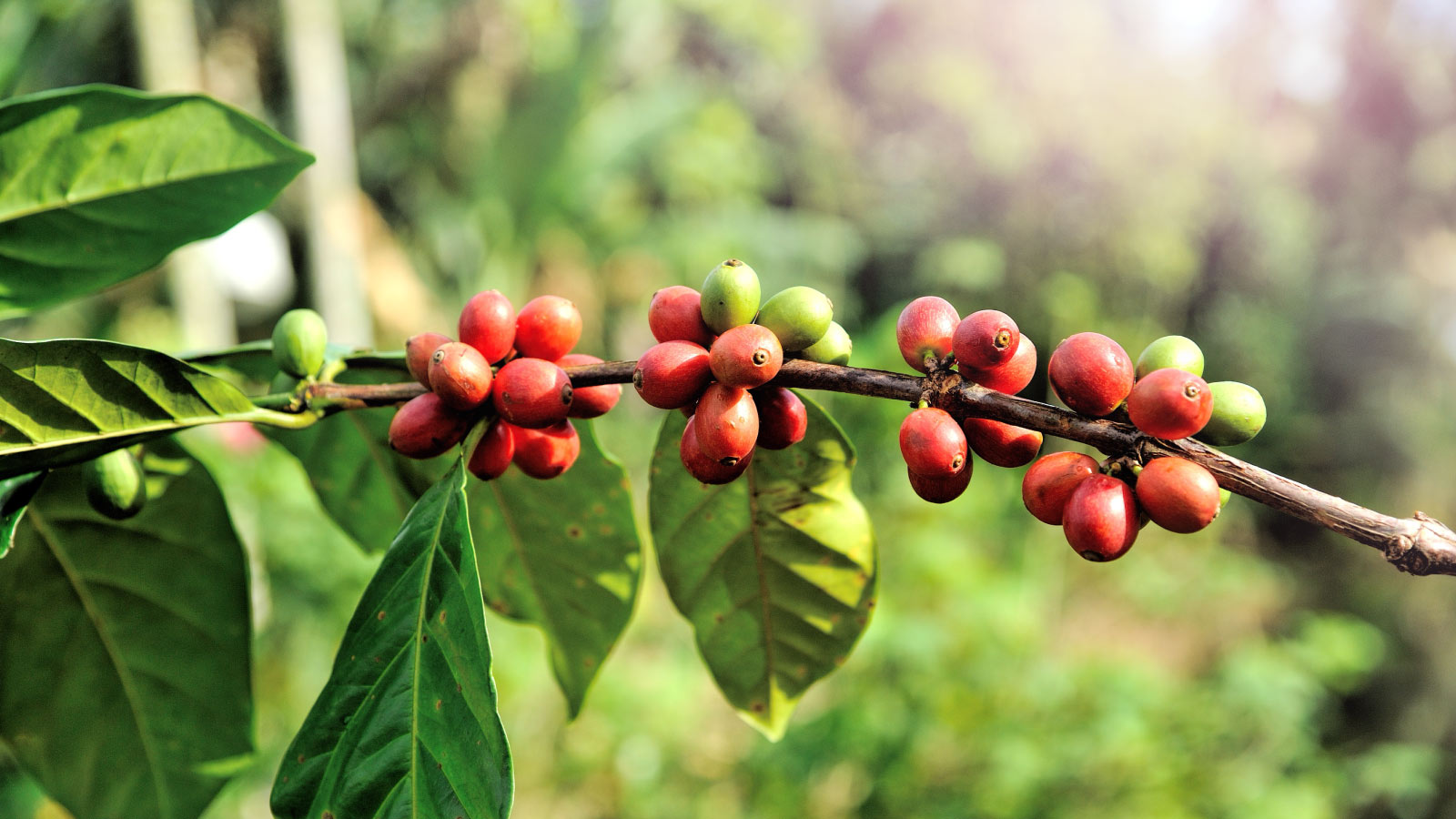 Coffee production in Chittagong Hill Tracts