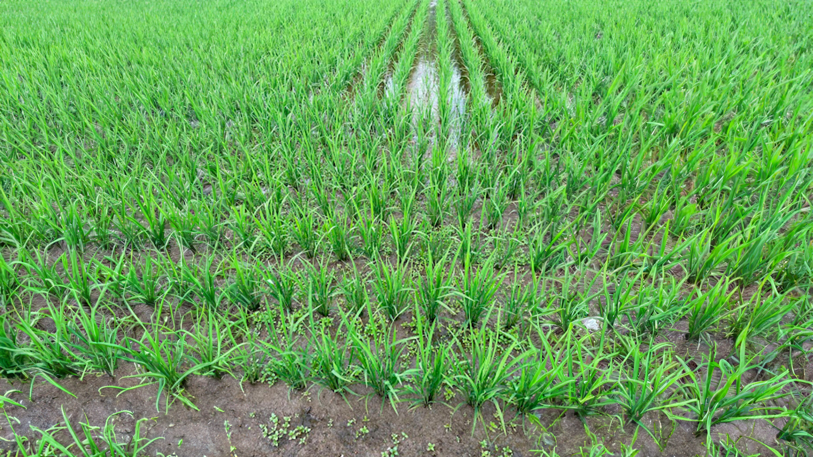 Effective weed control at the tillering stage is crucial for final yield