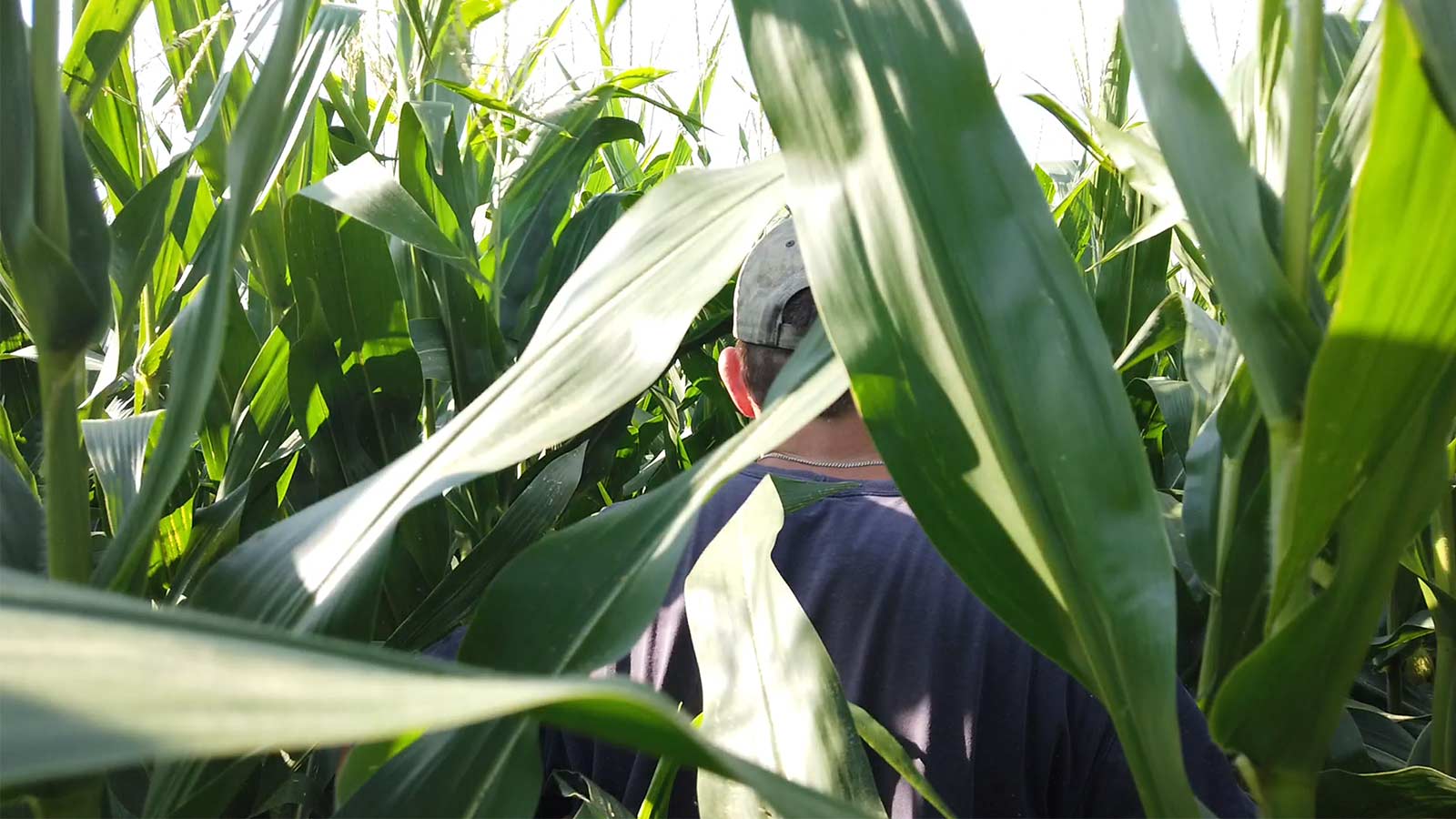 Farming-walking-through-a-field-of-corn