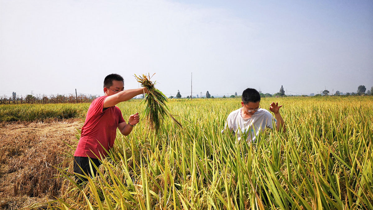 agricultores cosechan arroz en China