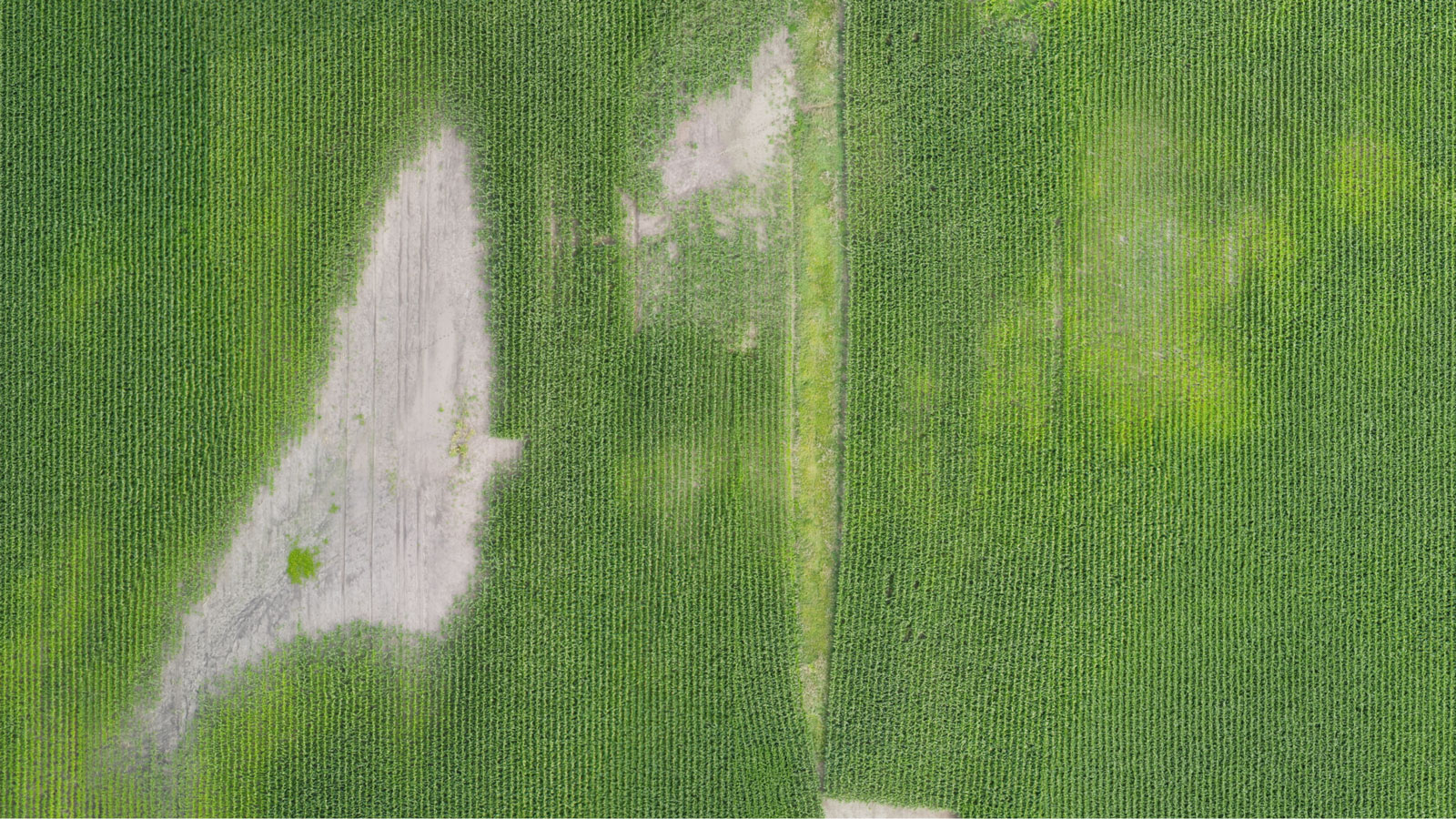 Rendimiento ortomosaico para cartografía agrícola con ag drone