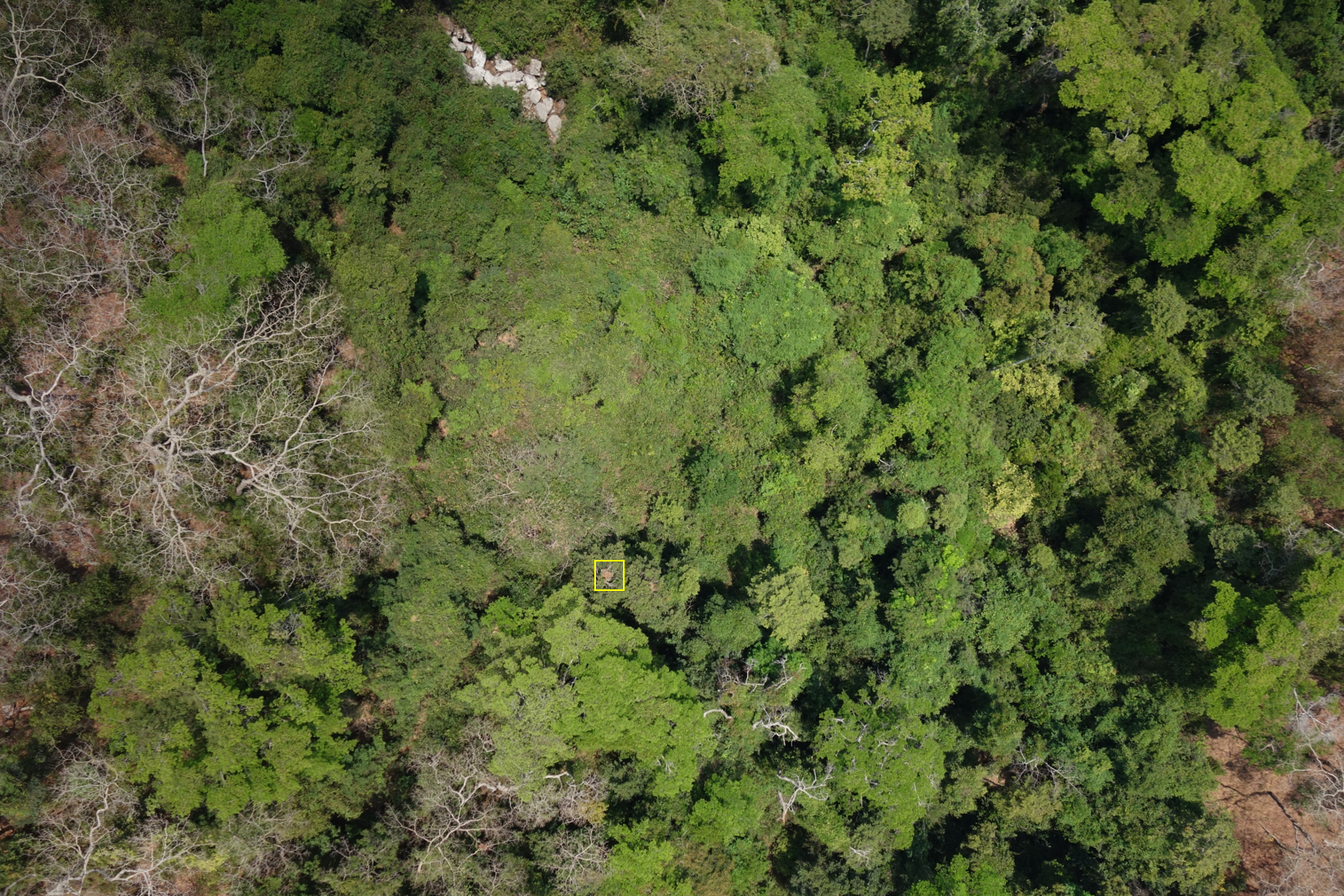 A chimp nest highlighted from the air.