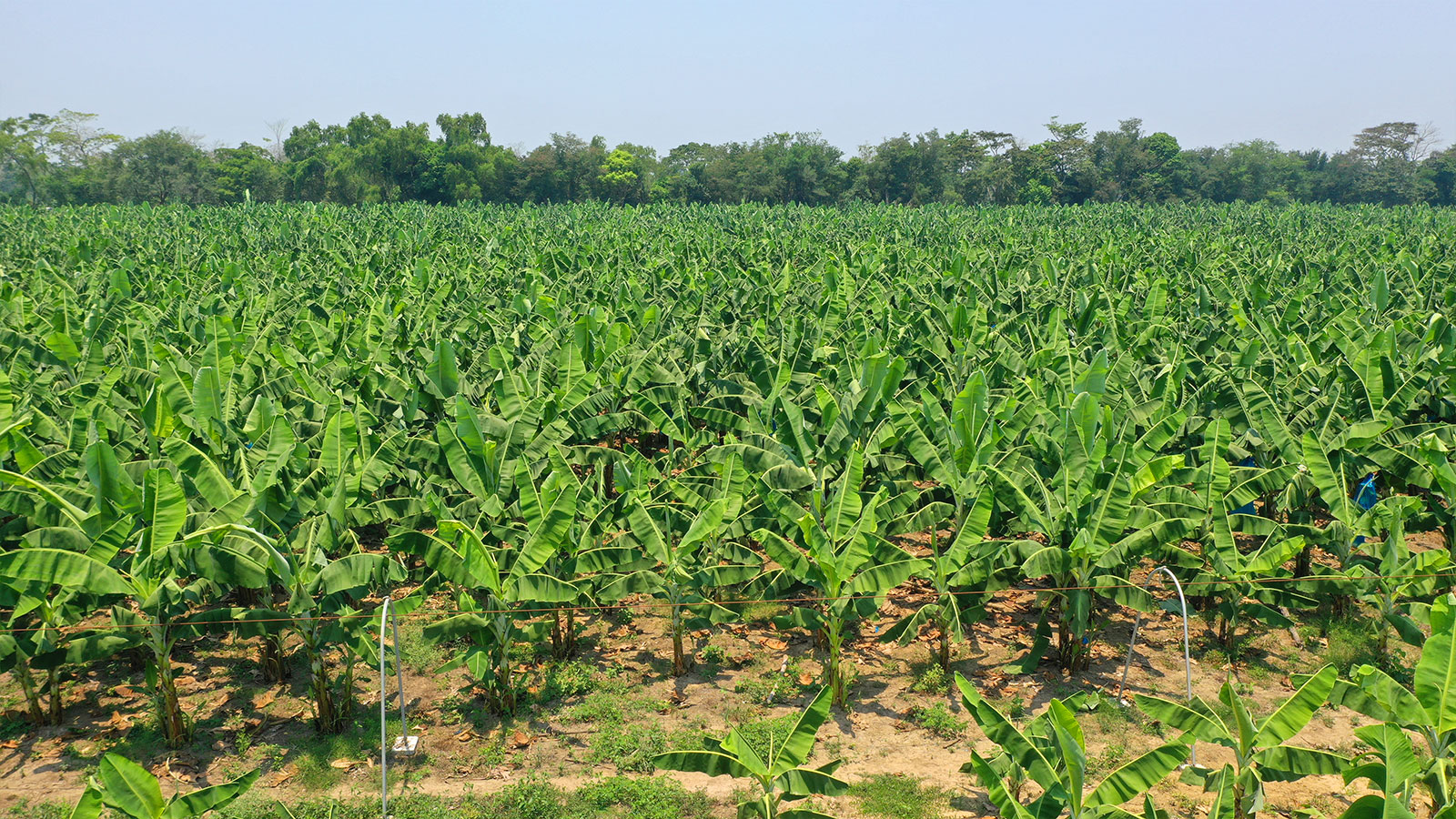 Banana crops in Mexico