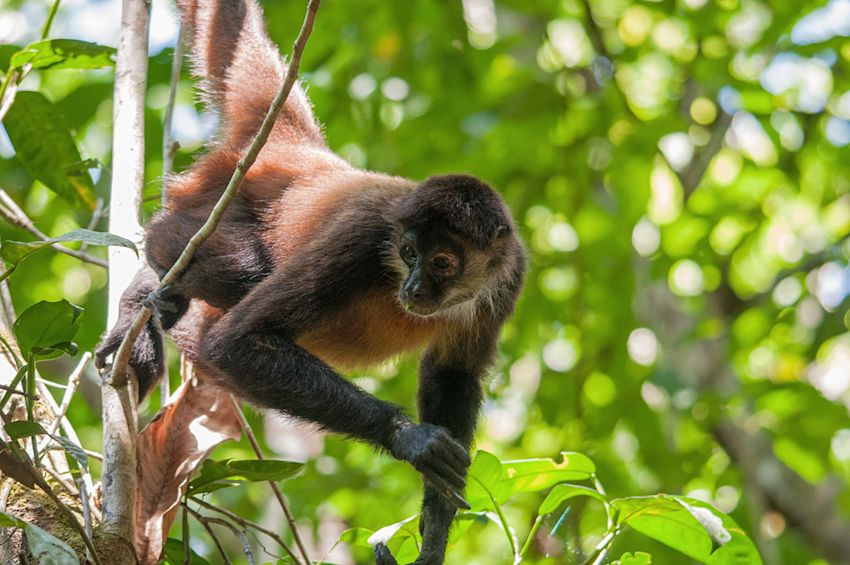 UAV monitoring to preserving endangered spider monkeys | Pix4D