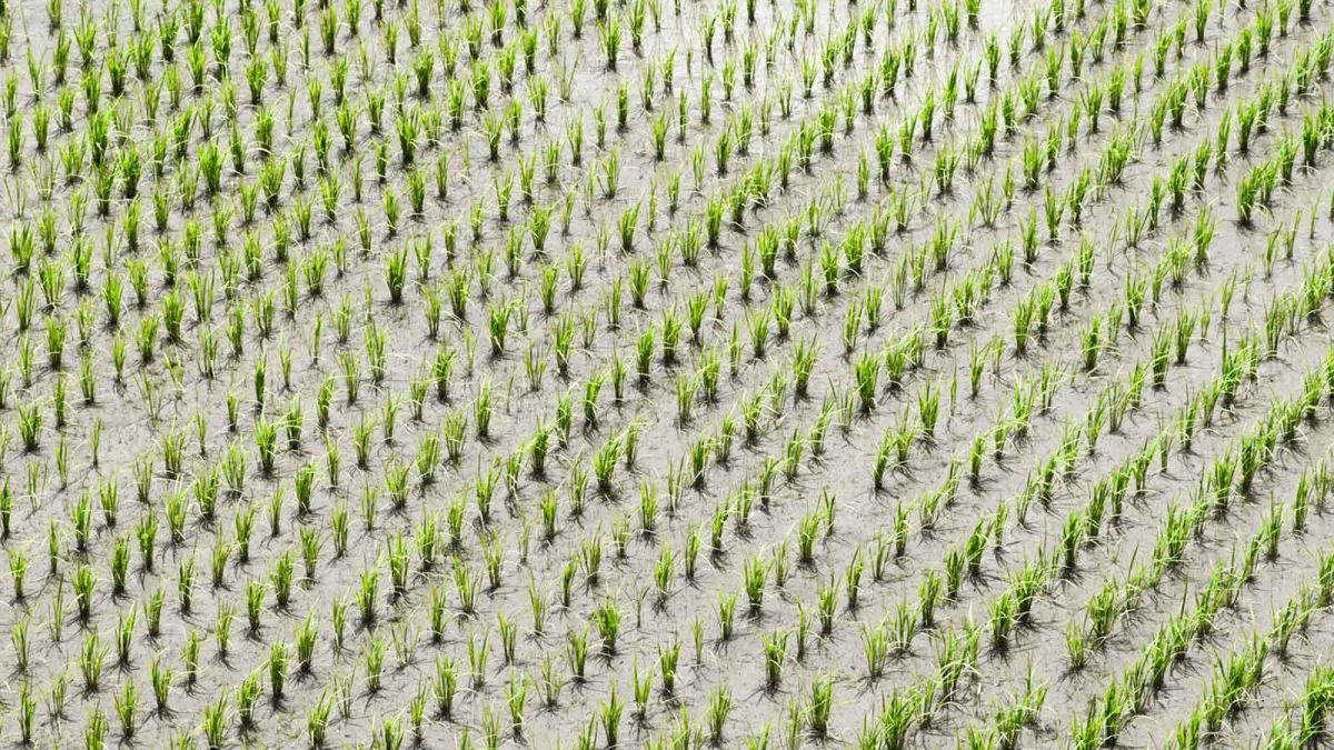 Aerial-photo-of-a-rice-paddy