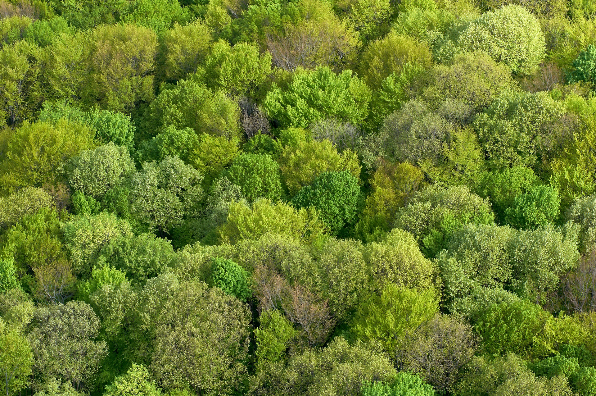 A tree canopy