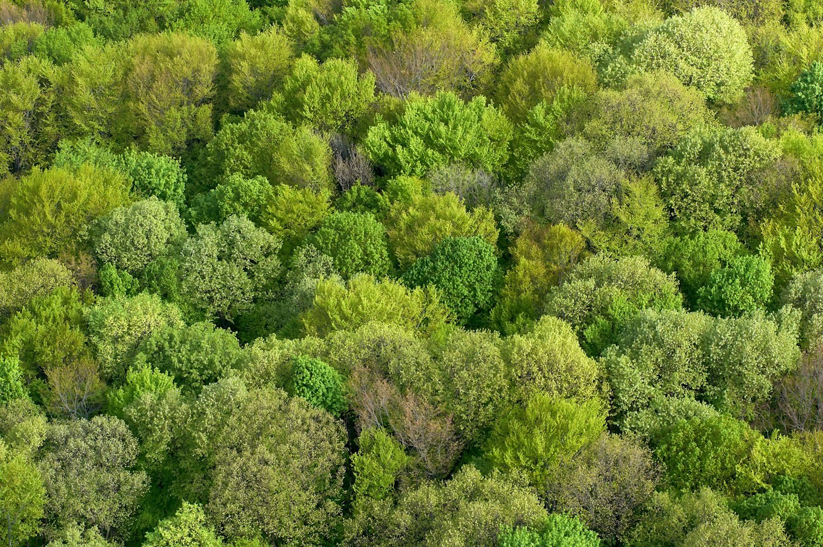 Individual tree crown depiction with Pix4Dmapper | Pix4D