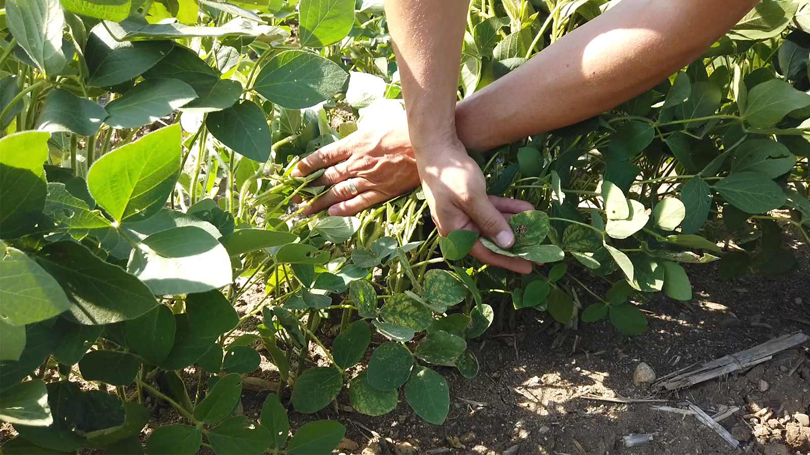 Checking-soybean-plants-for-disease