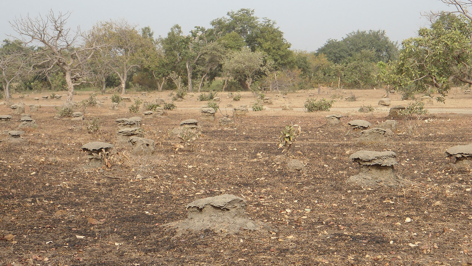 Termite mounds in the Sahel