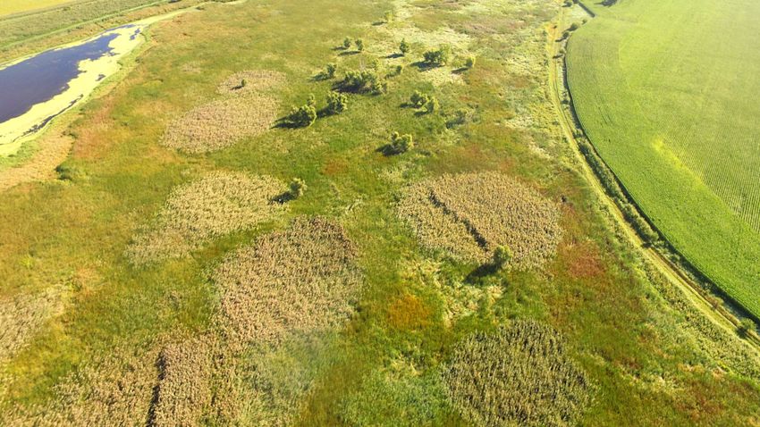 Mapping and spot spraying invasive weeds with drones | Pix4D