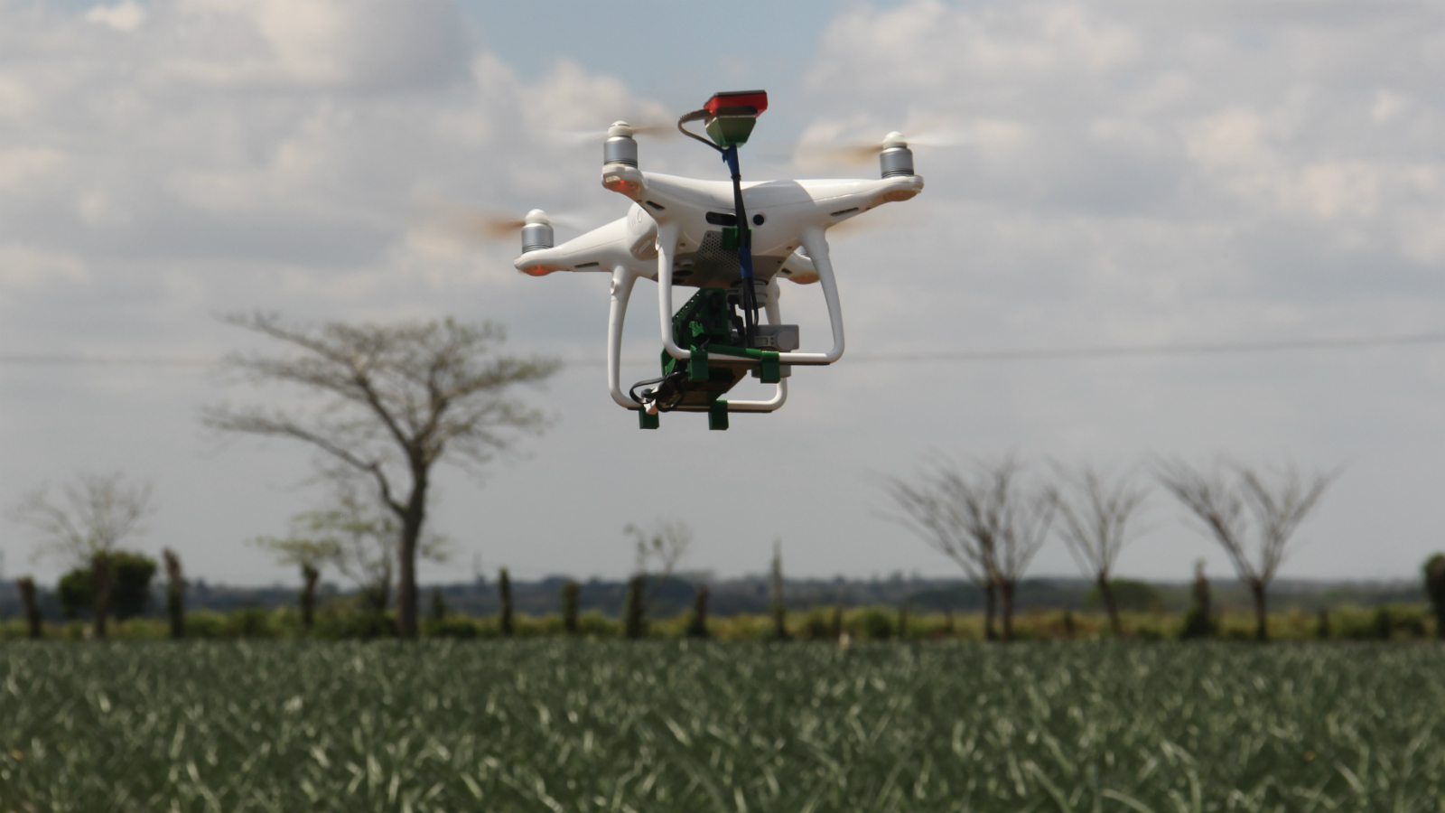 Caso de uso de Pix4Dfields para cultivos de piña en México con dron DJI