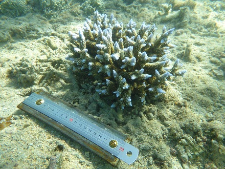 A ruler placed upon a coral reef.