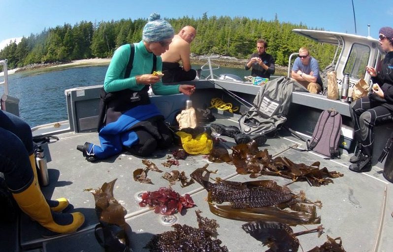 The Hakai Institute team examining kelp on the Central Coast