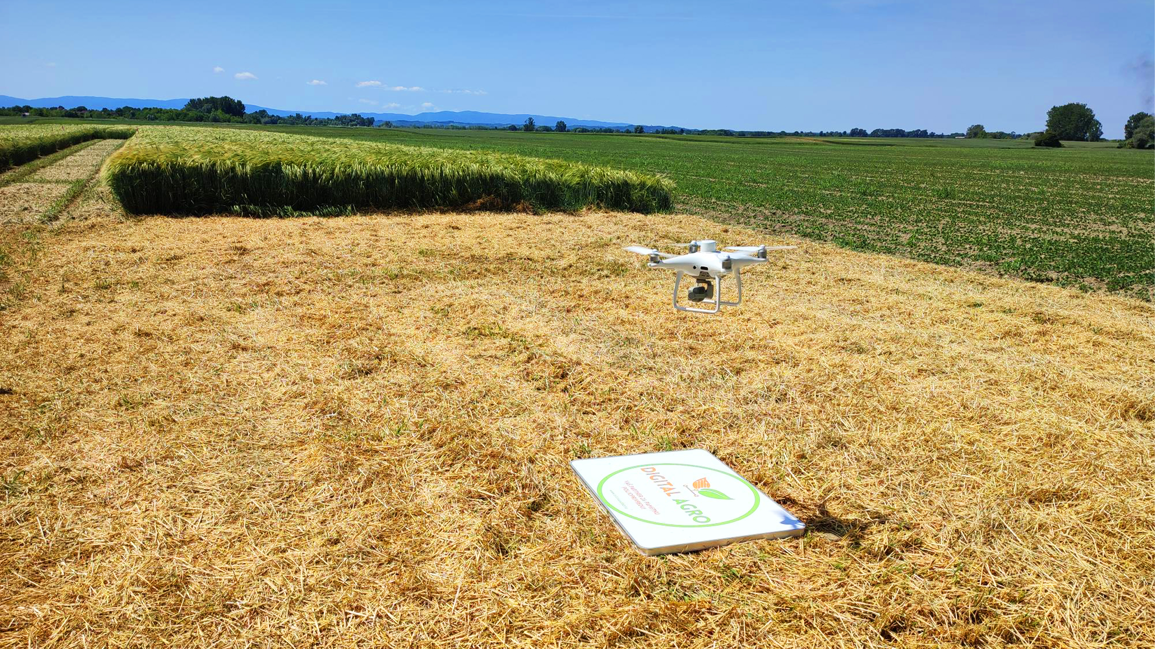 Phantom 4 drone taking off in a wheat field