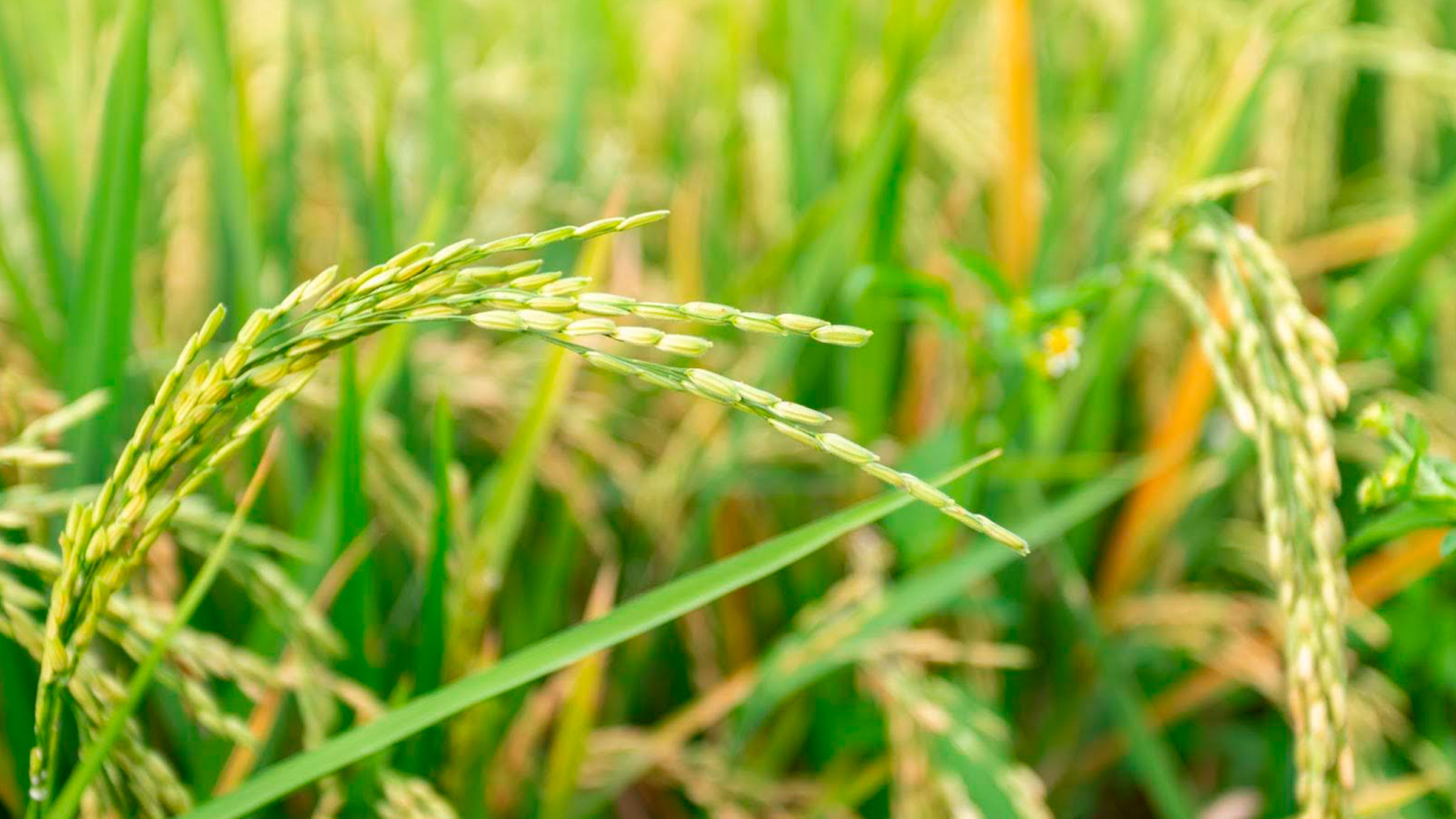 HEA BLOG AGR KPN Group Wind damage in rice